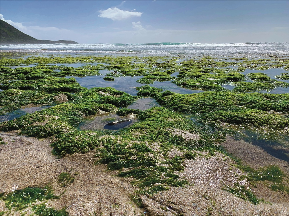 Seaweed-covered rocks at the ocean's edge on a sunny day, with gentle waves rolling in and dark-green hills climbing to the left